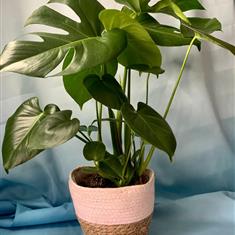 Swiss Cheese Plant