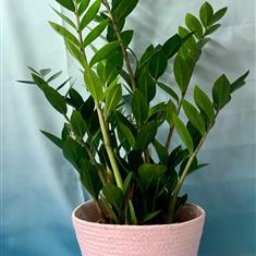 Zamioculacus - Fern Arum
