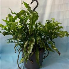 Kangaroo Fern